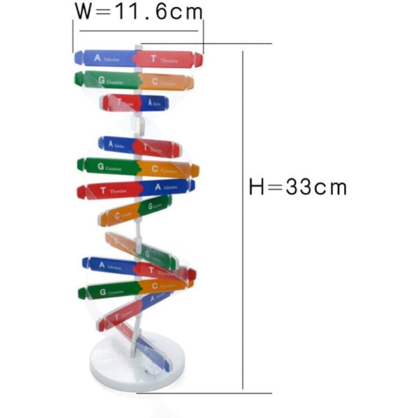 2PCS Barn DNA-modellkit Dubbelhelixgener DNA-modeller Biologisk vetenskap Popularisering Undervisningshjälpmedel för DNA-montering Display Tidig utbildning Leksaker