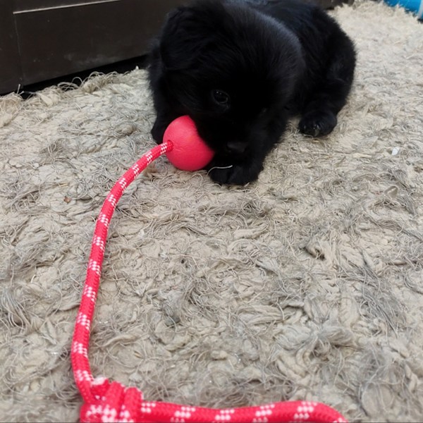 Hundleksak Boll med Rep Interaktiv Bitresistent Säker Hundgummiboll med Rep för Utomhusträning 6,5cm / 2,6in