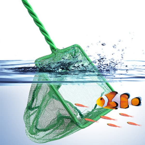 Fisk Isolation Forenklet, Akvariefiskenet, Finmasket Net, For En Problemfri Separationsoplevelse