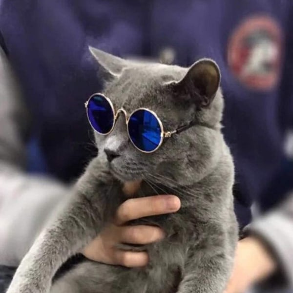 Katt Modeglasögon Hundar Coola Solglasögon Husdjursfoton Glasögon