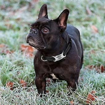 Hundehalsbånd, justerbart reflekterende nylonhalsbånd til hvalpe, sort