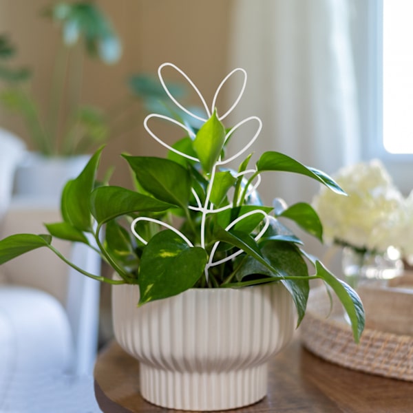 Bladstøtte ramme klatreplante jern blomsterstand udendørs plante klatre ramme guld (materiale: jern, størrelse: 11*31,5cm)