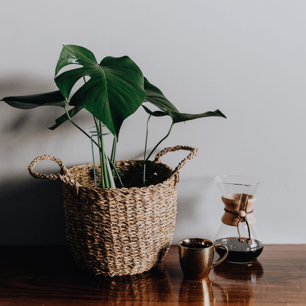 Blomsterstativ jernstøtte tråd have stativ fast pol plante støtte blomster søjle plante indsats, rustfrit stål (minimum parti af 20 pakker)