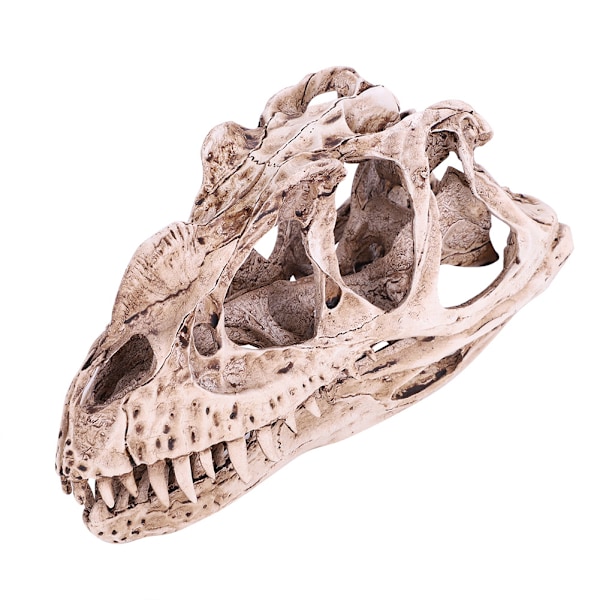 Hartsi-dinosauruksen kallo: Realistinen eläimen luuranko kodin ja toimiston sisustukseen, käsitöihin ja opetusnäyttöön