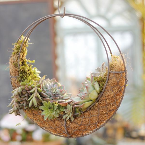 (Månkorgsspecifikationer: ytterdiameter 28 cm, innerdiameter 22 cm) Sukkulenter i järnram