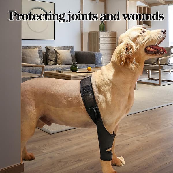 Justerbart hundbensstöd Professionellt hundbensstöd Andningsbart hundbensskydd Upgrade L
