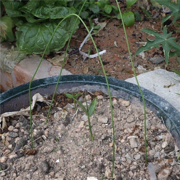 6 st. diameter 3,2 mm längd 1,2 m växthusbåge rostfri odlingstunnel klätterram kan böjas (förpackad i kartong, böjd och förpackad) 45,7 * 20 * 1,5 cm