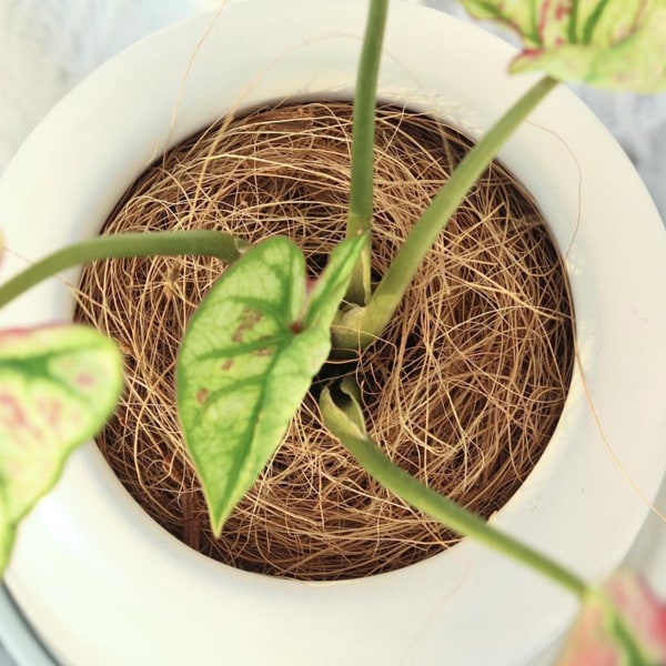 (1/förpackning specifikation: nettovikt 500g) Kokosbrun silke (förpackningsstorlek: 35*22*6cm)