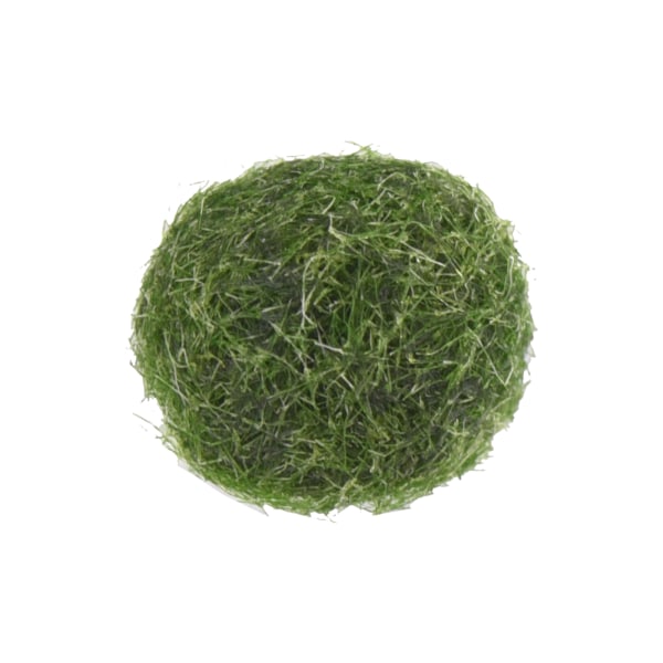Tangkugle mikrolandskab økologisk flaske hydroponisk plante tangfan én pakke (diameter 1 cm)