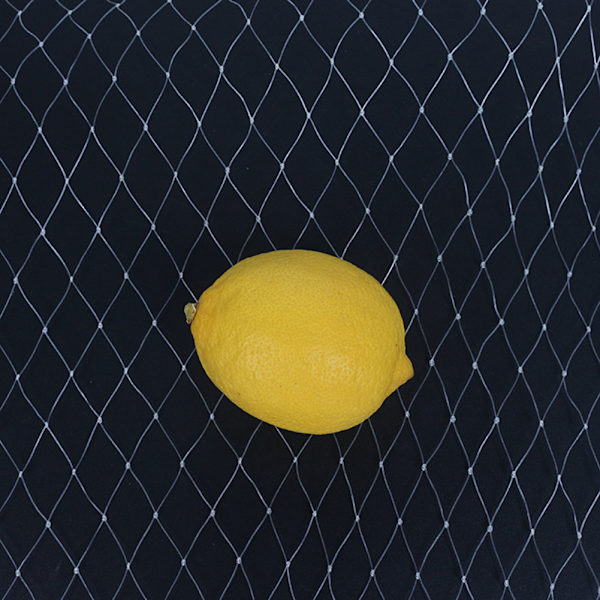 Fuglebeskyttelsesnet af nylonmateriale (Hvid 1,5 * 10M maske 2,5 cm) Plantebeskyttelsesnet Nylonmateriale Masketethed 2,5 cm