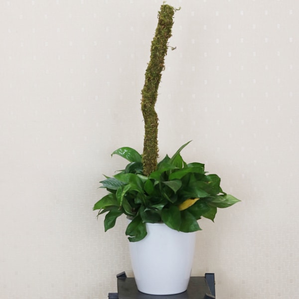 (2 kpl pakkaus) (2 sammalta väriboksissa) Sammaltolppa DIY muotoiltu kasvin kiipeilytolppa kiipeilyköynnös taivutettava muotoiltu pothos puutarhan pylväs, sammal