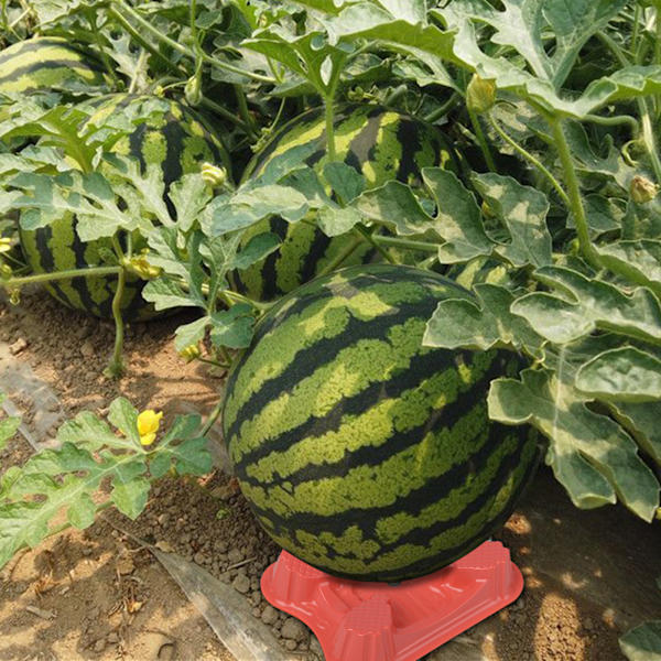 (100 kpl koko: 13*10.6*2.8cm) Melonin pohjamateriaali: PET-muovi (pakkauksen koko: 13*11*16cm)