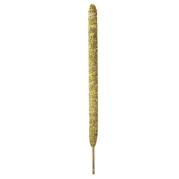Aito sammaltanko Monsteran taivutettaville kasveille Moss Stick ruukkukasvien tuki Täydellinen kiipeilykasveille sisätiloissa