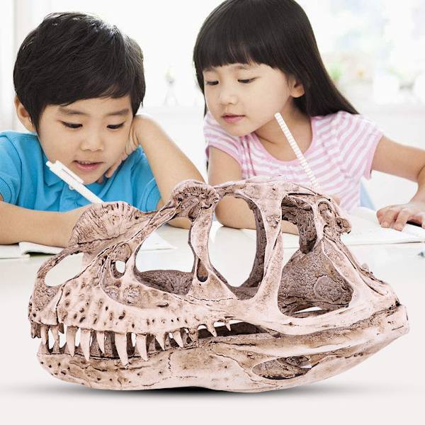 Hartsi-dinosauruksen kallo: Realistinen eläimen luuranko kodin ja toimiston sisustukseen, käsitöihin ja opetusnäyttöön