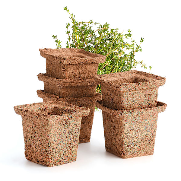 6 stk. pakke med kokosnøddespalme firkantede frøplantekopper - enkelt nedre diameter 6 cm øvre diameter 10 cm høj 9 cm