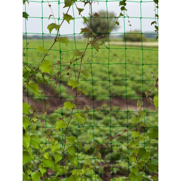 Planteklatrenet snoretræk grøn havearbejde husholdningspassionsfrugt drue silke agurk klatrenet - 3 meter gange 3 meter forstærket kantlås