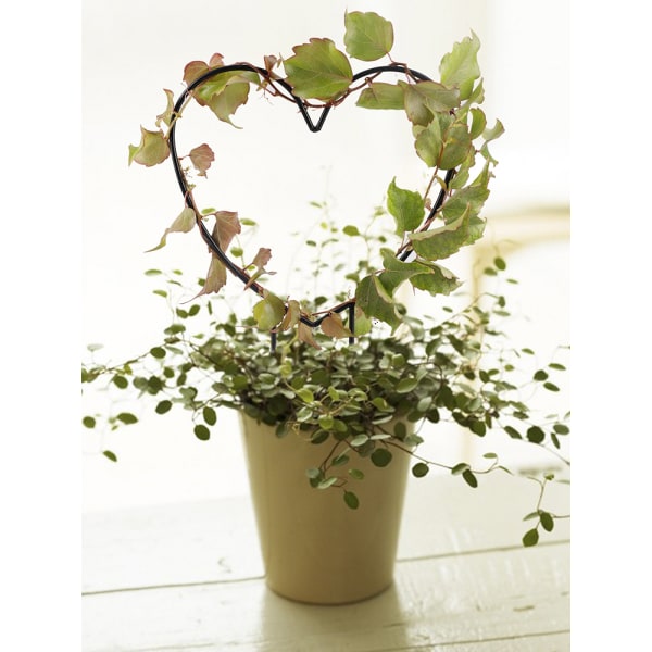 (1st Love) Plant Support Stand Metall Plant Stand (Förpackningsstorlek: 33*24*1cm)