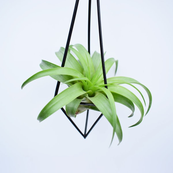 Hängande luftväxtställ i järn - Dekoration - Stor höjd 32 cm (med hamprep) material järn