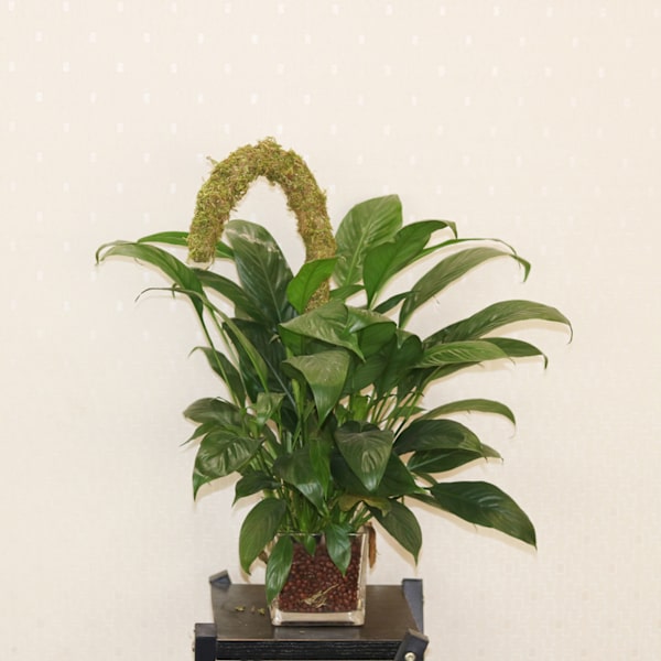 (1 förpackning) (Moss 120cm låda) Mosspåle DIY formad växtklätterstång klätterväxt böjbar formad pothos trädgårdspilar, mossa