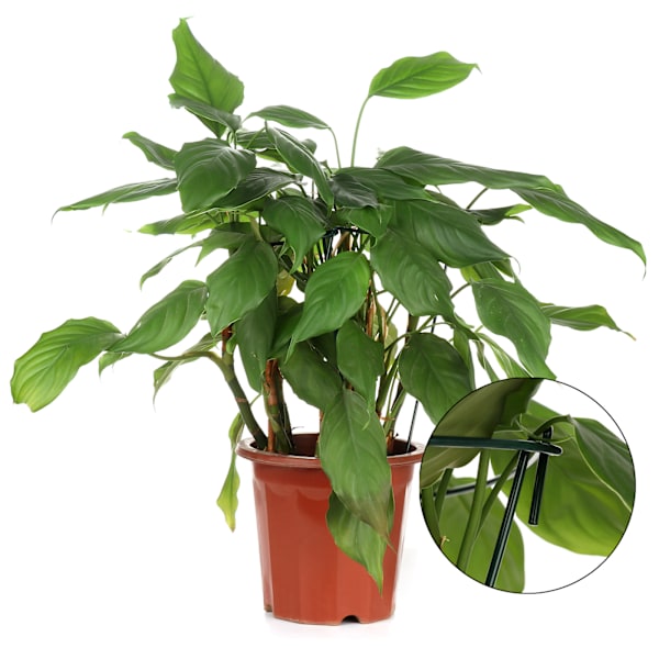 Ny multifunktionell böjd blommstöd grönsaksstöd växtstöd trädgårdsstöd hortensia blå snöflingestöd - grön höjd 55cm