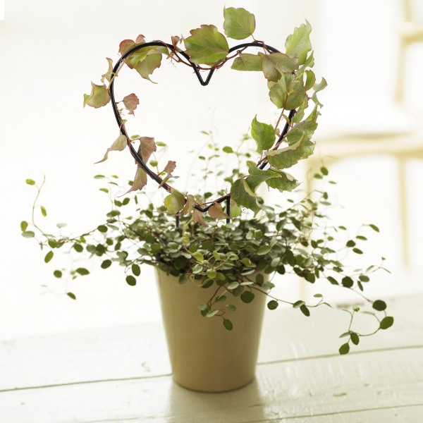 (1st Love) Plant Support Stand Metall Plant Stand (Förpackningsstorlek: 33*24*1cm)