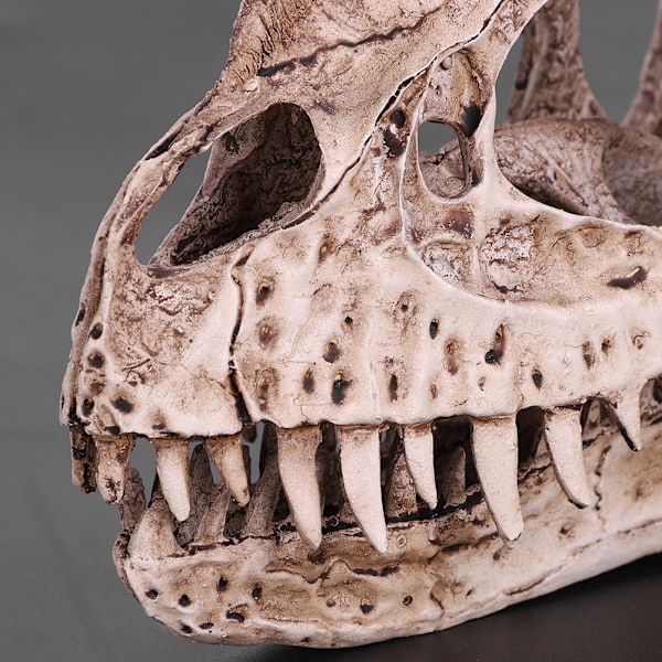 Hartsi-dinosauruksen kallo: Realistinen eläimen luuranko kodin ja toimiston sisustukseen, käsitöihin ja opetusnäyttöön
