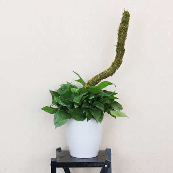(2-pack) (2 stycken mossa i färglåda) Mosspåle DIY formad växtklätterstång klättervinstock böjbar formad pothos trädgårdspillar, mossa