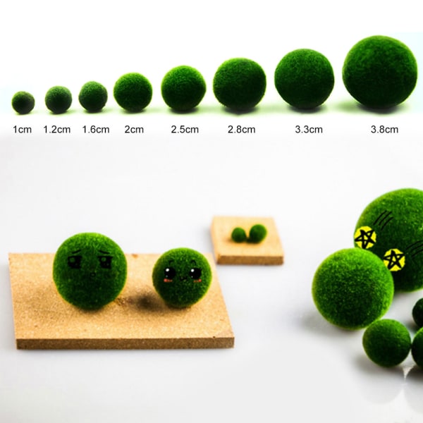 Tangkugle mikrolandskab økologisk flaske hydroponisk plante tangfan én pakke (diameter 1 cm)