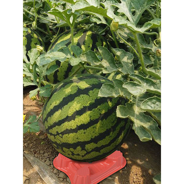 (100 kpl koko: 13*10.6*2.8cm) Melonin pohjamateriaali: PET-muovi (pakkauksen koko: 13*11*16cm)