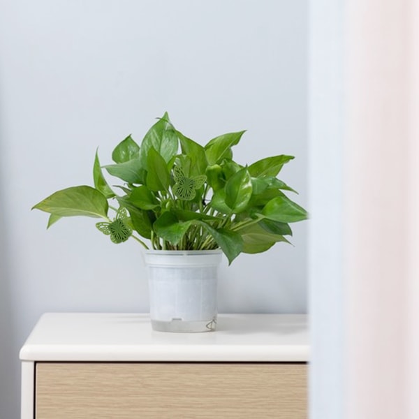 (10st) Butterfly pothos hållare hushålls spårlös pothos vägg klätterväxt vine organizer