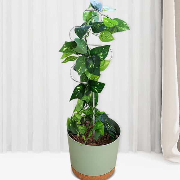 Indendørs have jern blomsterbeskytter, husholdning praktisk fast rustfrit stål plante bladbeskytter støtte ramme, 35cm (materiale: metal)