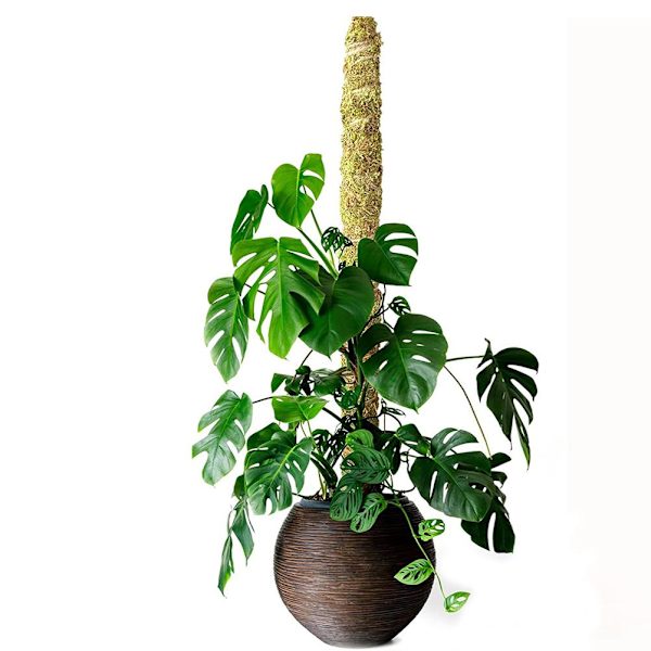 Stöd för äkta mossa för Monstera böjbara växtstakar Mosspinne krukväxter Perfekt för klätterväxter inomhus