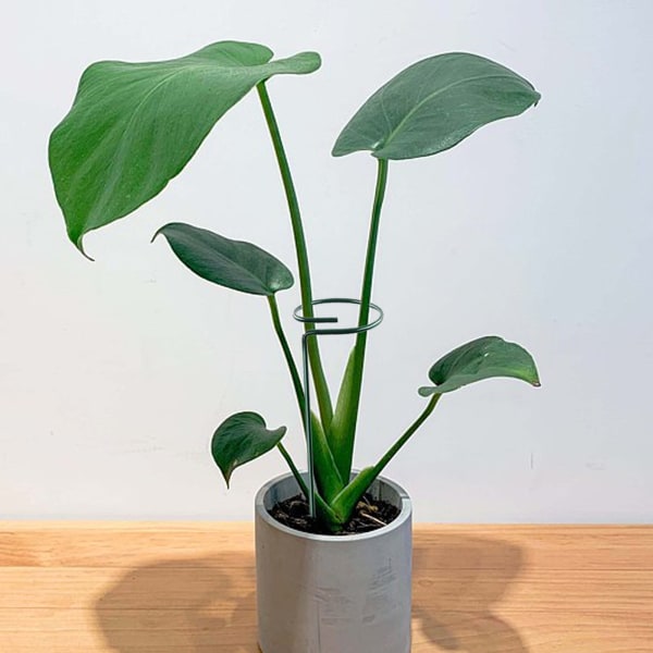 Blomsterstativ jernstøtte tråd have stativ fast pol plante støtte blomster søjle plante indsats, rustfrit stål (minimum parti af 20 pakker)