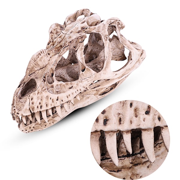Resin Dinosaur Skull Model: Realistisk Dyreskelet til Hjem og Kontor Dekoration, Håndværk og Uddannelsesmæssig Visning