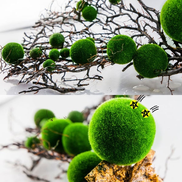 Merileväpallo mikromaisema ekologinen pullo hydroponic kasvi merileväviuhka yksi pakkaus (halkaisija 1cm)