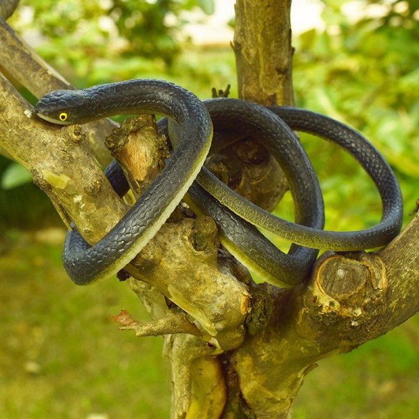 80 cm hankala lelu Realistiset väärennetyt käärmeet Kumi puutarharekvisiitta vitsi