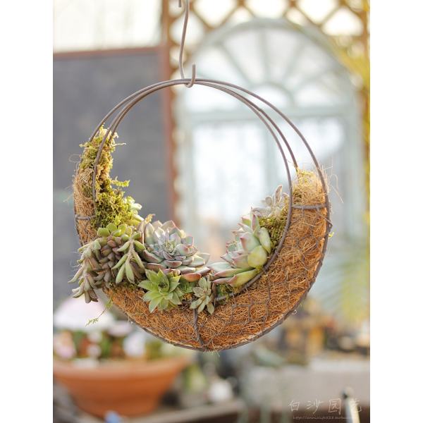 (Månkorgsspecifikationer: ytterdiameter 28 cm, innerdiameter 22 cm) Sukkulenter i järnram