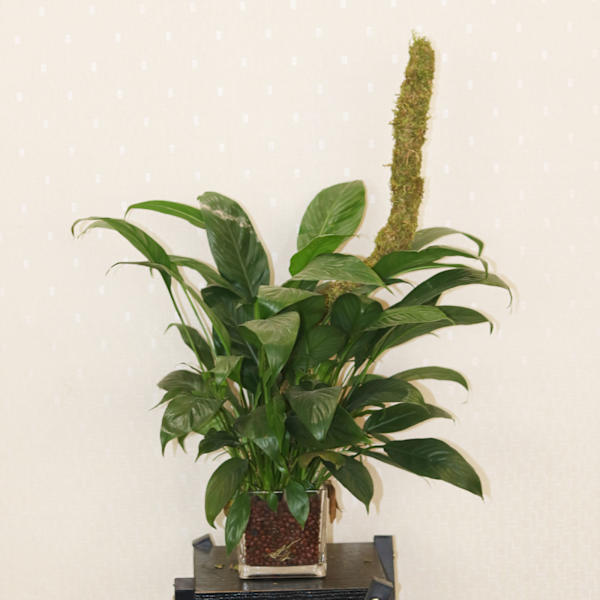 (1 förpackning) (Moss 120cm låda) Mosspåle DIY formad växtklätterstång klätterväxt böjbar formad pothos trädgårdspilar, mossa
