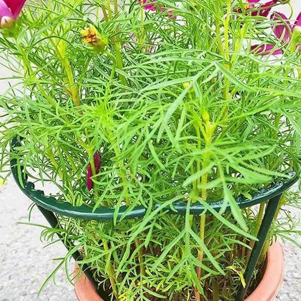 Växtstöd påle halvcirkelformad plast växtklätterram 6-delars set 25*14.5cm