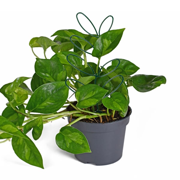 Bladstøtte Stativ Klatre Jernkunst Blomsterstativ Udendørs Plant Klatrestativ Hvid (Materiale: Jernkunst, Størrelse: 11*31,5cm)