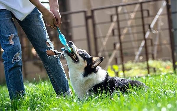 3 Styk Pivelegetøj til Hunde, Holdbart TPR og Plys Tygggelegetøj til