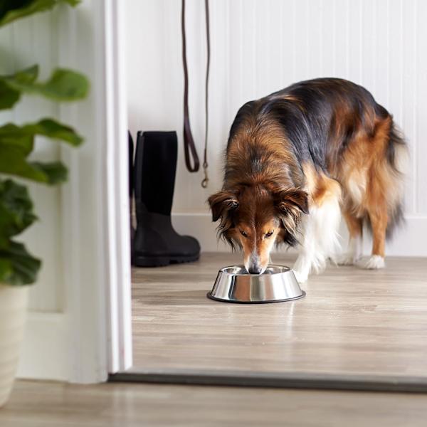 Hunde- og katteskål i rustfrit stål (Mellem skål - 600 ml kapacitet)