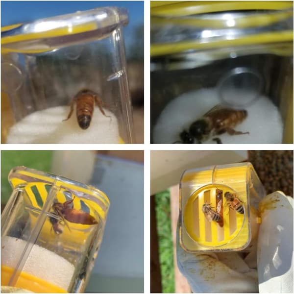 Queen Bee Catcher/Cage, Queen Bee Marker Marking Bottle, Bee,ZQKLA