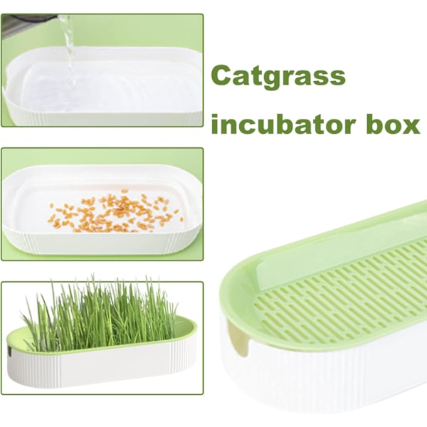 Kattgräs Planter, Kattgräs för Innekatter Planter, Plantskola Kruka