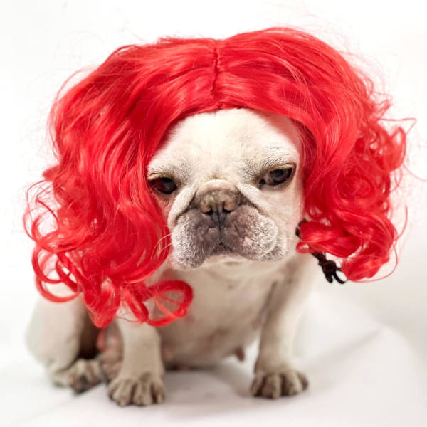 Morsom Hund Cosplay Parykk, Hodeplagg Bekledning Leke, Kjæledyr Kostymer, Ca,ZQKLA
