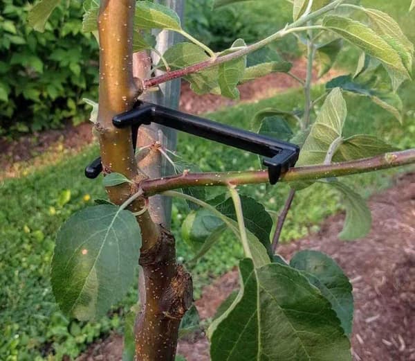 Fruktgrenfordeler for sterkere greiner på epler og ,ZQKLA