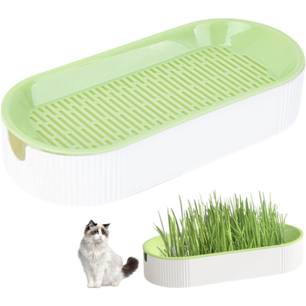 Kattgräs Planter, Kattgräs för Innekatter Planter, Plantskola Kruka