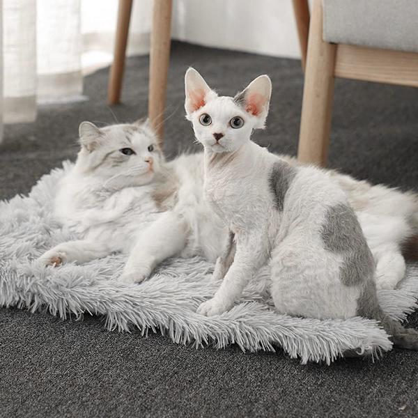 2 i 1 säng för katt, tvättbar kattfilt för katter hundar