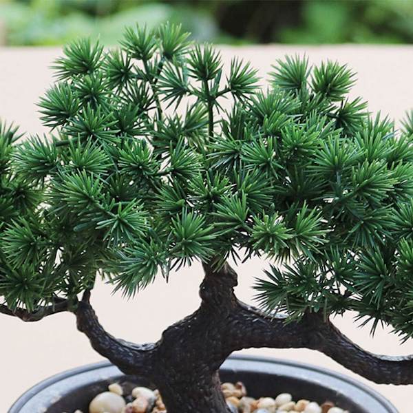 Tekoäly Bonsai Elävä Teko Kasvi Bonsai Mänty Podocarpus