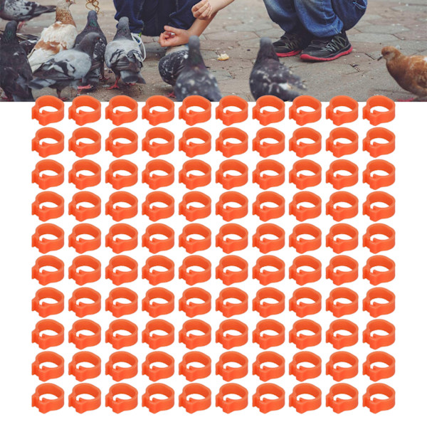 100 kpl 8 mm:n kyyhkyjen tunnistusjalkahihnat, siipikarjan jalkarenkaat, ilman sanoja, kyyhkyjen tarvikkeet, oranssi